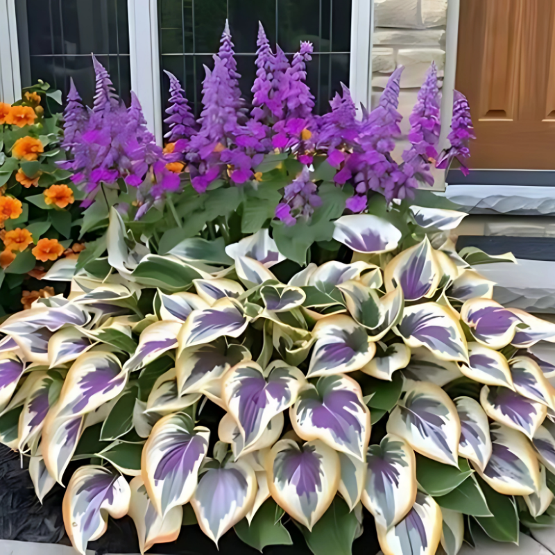 Hosta Seeds