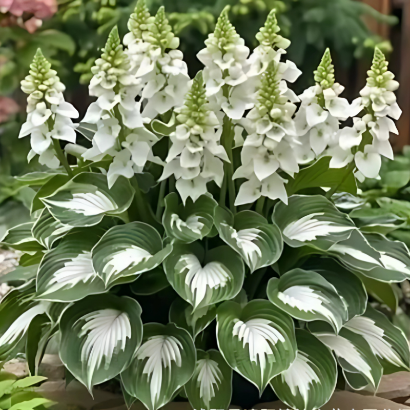 Hosta Seeds