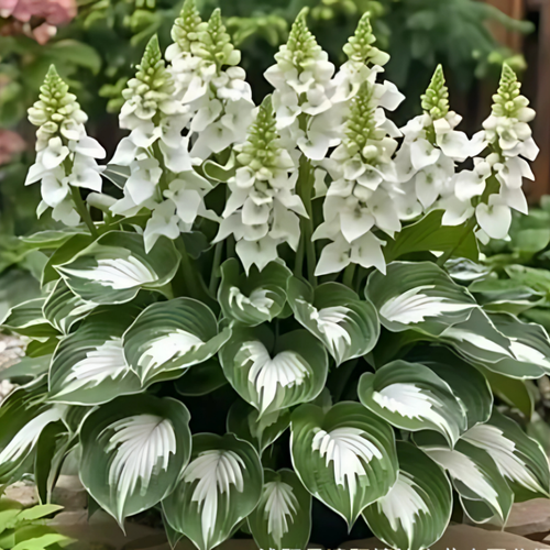 Hosta Seeds
