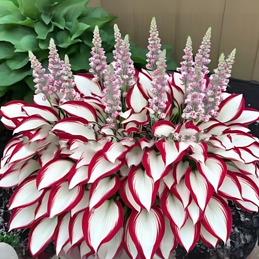 Hosta Seeds